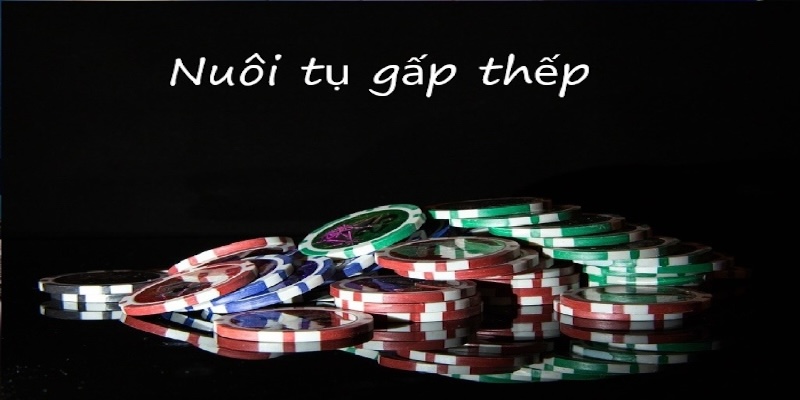 Nuôi tụ gấp thếp là một trong những cách chơi bầu cua luôn thắng được các cao thủ lựa chọn 